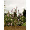 PAULOWNIA fortunei FAST BLUE