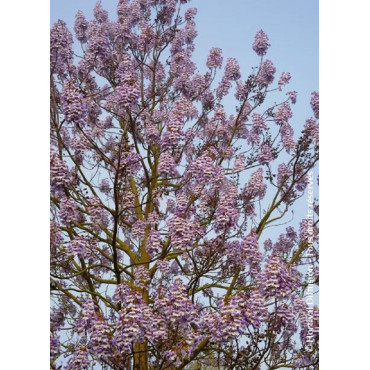 PAULOWNIA fortunei FAST BLUE