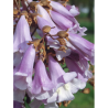 PAULOWNIA tomentosa