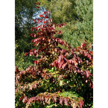 PARROTIA persica