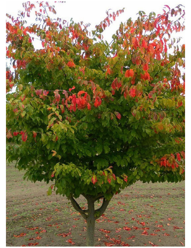 PARROTIA persica