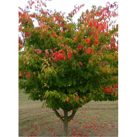 PARROTIA persica