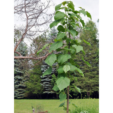 PAULOWNIA tomentosa