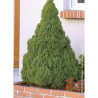 PICEA glauca CONICA