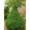 PICEA glauca CONICA