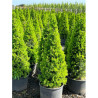 PICEA glauca CONICA En pot de 15-20 litres