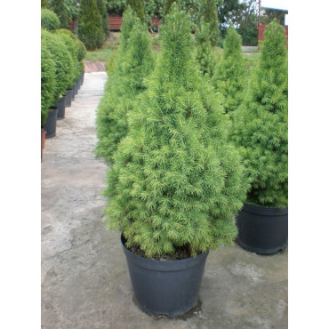 PICEA glauca CONICA En pot de 10-12 litres