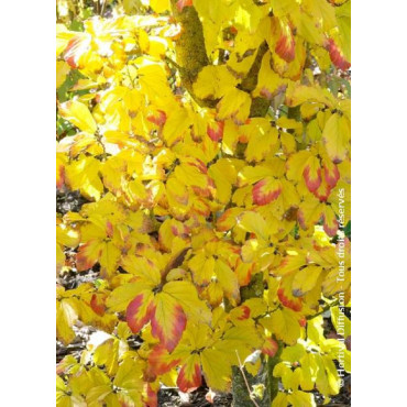 PARROTIA persica VANESSA