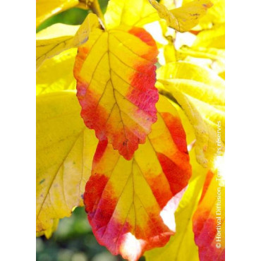 PARROTIA persica VANESSA