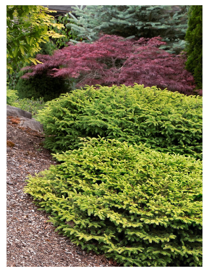 PICEA abies NIDIFORMIS