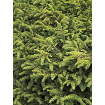 PICEA abies NIDIFORMIS