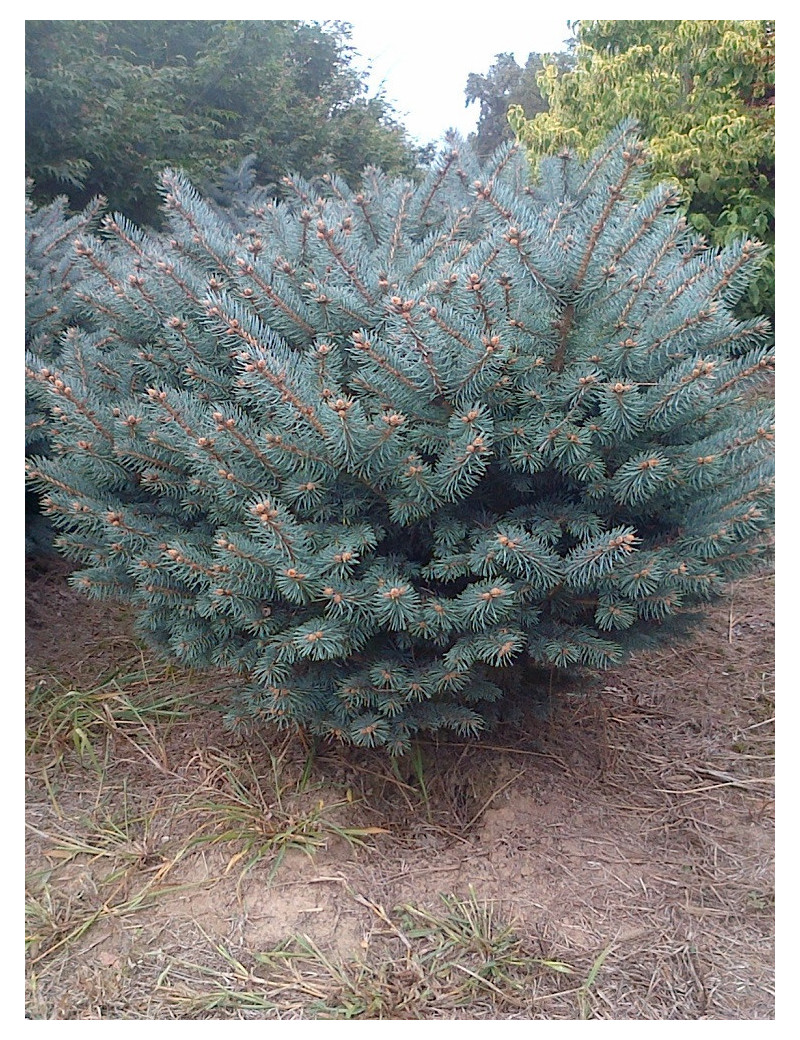 PICEA pungens GLAUCA GLOBOSA