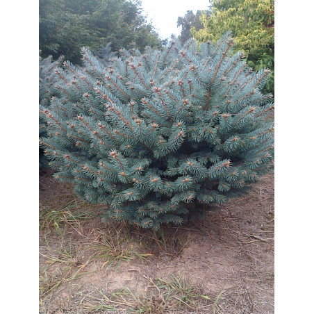 PICEA pungens GLAUCA GLOBOSA