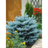 PICEA pungens GLAUCA GLOBOSA