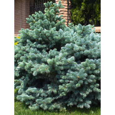 PICEA pungens GLAUCA GLOBOSA