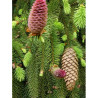 PICEA abies ACROCONA (Épinette de Norvège)