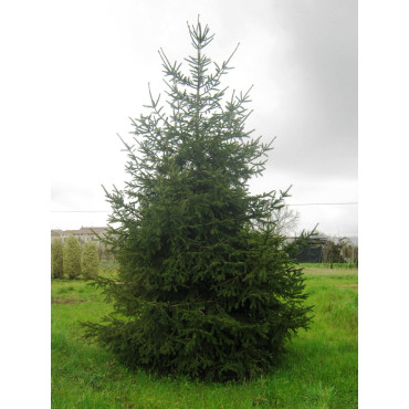 PICEA abies