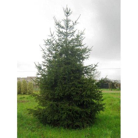 PICEA abies