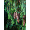 PICEA abies