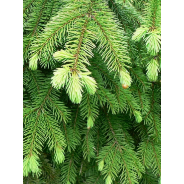 PICEA abies