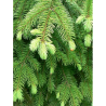 PICEA abies