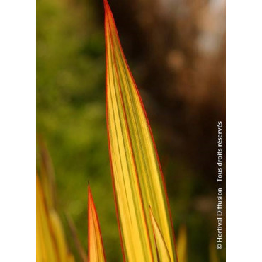 PHORMIUM APRICOT QUEEN