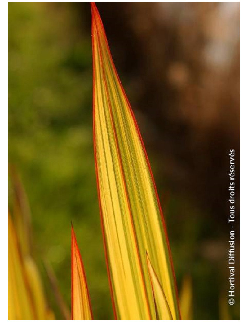 PHORMIUM APRICOT QUEEN