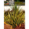 PHORMIUM APRICOT QUEEN