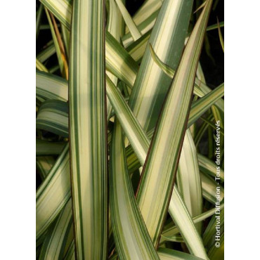 PHORMIUM CREAM DELIGHT