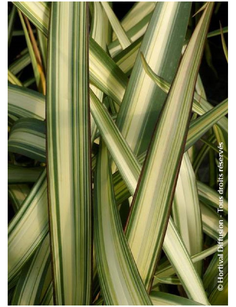 PHORMIUM CREAM DELIGHT