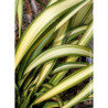 PHORMIUM CREAM DELIGHT