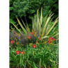 PHORMIUM CREAM DELIGHT