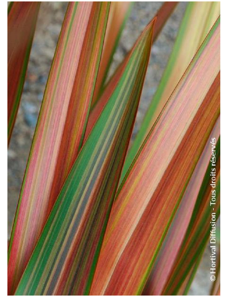 PHORMIUM JESTER