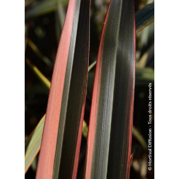 PHORMIUM RAINBOW QUEEN