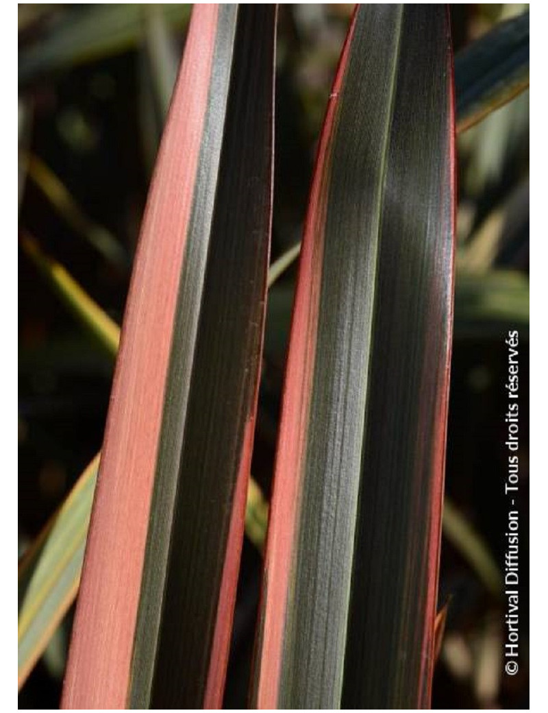 PHORMIUM RAINBOW QUEEN