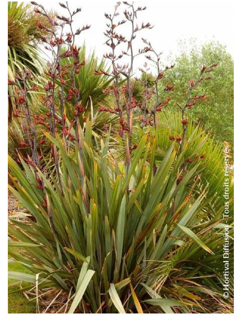 PHORMIUM tenax