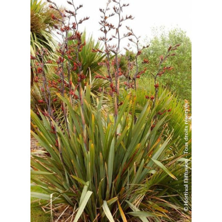 PHORMIUM tenax