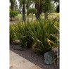 PHORMIUM tenax