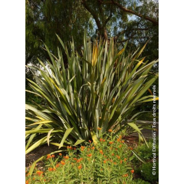 PHORMIUM tenax