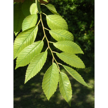 ULMUS resista SAPPORO GOLD