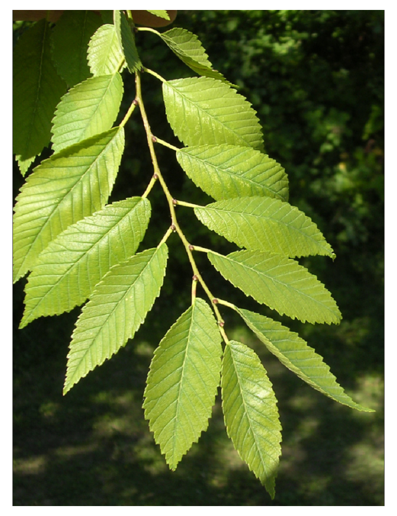 ULMUS resista SAPPORO GOLD