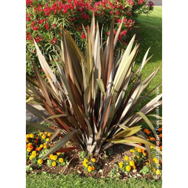 PHORMIUM tenax ATROPURPUREUM