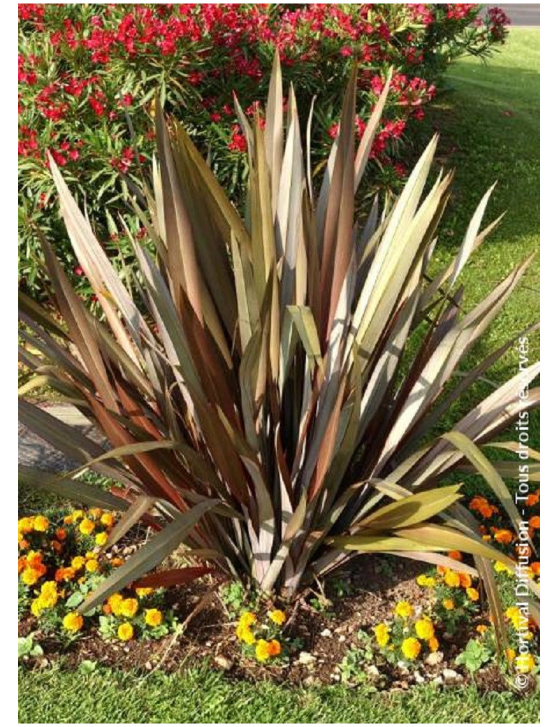 PHORMIUM tenax ATROPURPUREUM