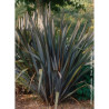 PHORMIUM tenax ATROPURPUREUM