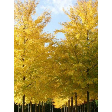 ULMUS resista SAPPORO GOLD