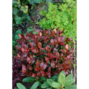 PHOTINIA fraseri LITTLE RED ROBIN