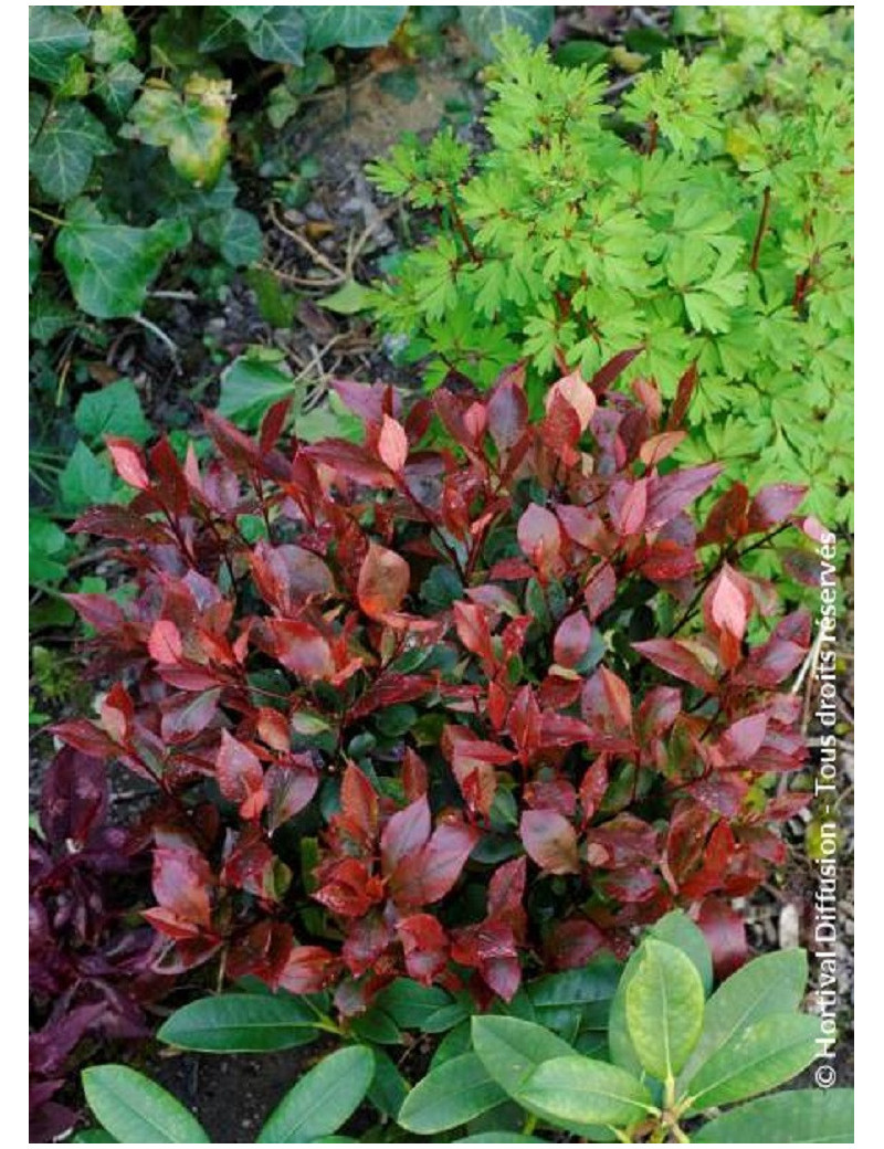 PHOTINIA fraseri LITTLE RED ROBIN