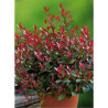 PHOTINIA fraseri LITTLE RED ROBIN