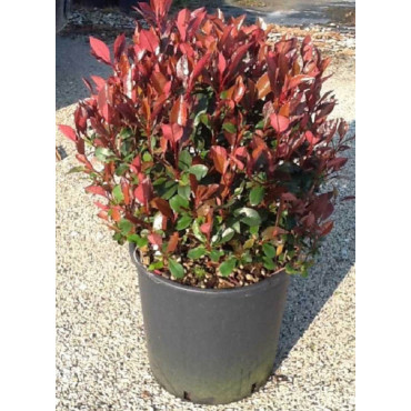 PHOTINIA fraseri LITTLE RED ROBIN