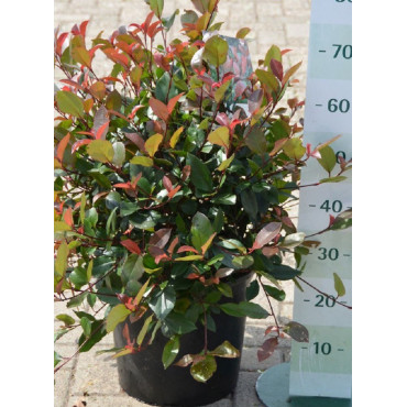 PHOTINIA fraseri LITTLE RED ROBIN